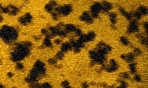 Leopard Texture in Photoshop 11
