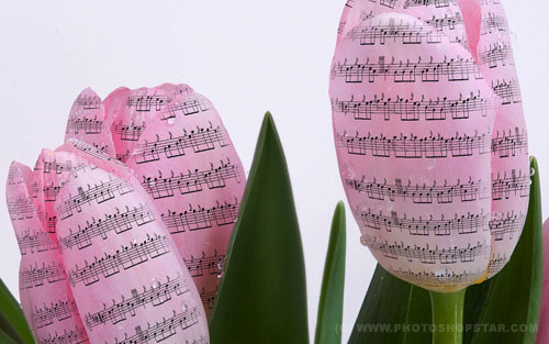 The Effect of Music Notes on the Flowers