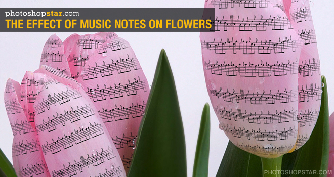 The Effect of Music Notes on the Flowers